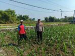 Polsek Ngusikan Kawal Bantuan Benih Jagung, Perkuat Ketahanan Pangan Hingga Tingkat Desa