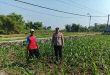 Polsek Ngusikan Kawal Bantuan Benih Jagung, Perkuat Ketahanan Pangan hingga Tingkat Desa