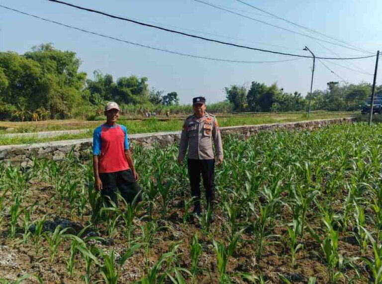 Polsek Ngusikan Kawal Bantuan Benih Jagung, Perkuat Ketahanan Pangan Hingga Tingkat Desa