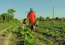 Panen Tembakau Sumenep di Depan Mata, TIHT 2026 Belum Jelas: Petani Tak Ingin Kembali Jadi Korban Harga
