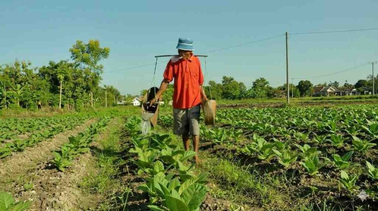 Panen Tembakau Sumenep Di Depan Mata, Tiht 2026 Belum Jelas: Petani Tak Ingin Kembali Jadi Korban Harga