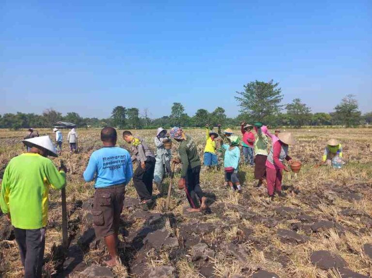 Polri Dan Petani Tanam Jagung Di Jombang, Ketahanan Pangan Dimulai Dari Lahan Produktif