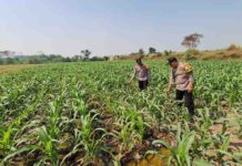 Polsek Jogoroto Pantau Pertumbuhan Jagung di Jombang, Perkuat Ketahanan Pangan Nasional