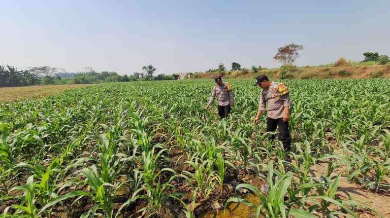 Polsek Jogoroto Pantau Pertumbuhan Jagung Di Jombang, Perkuat Ketahanan Pangan Nasional