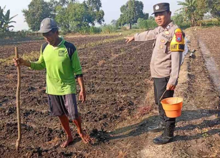 Polsek Kudu Dampingi Penanaman Benih Jagung Bantuan Dinas Pertanian Di Jombang