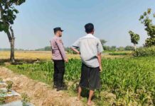 Polsek Perak Kawal Ketahanan Pangan, Tanaman Jagung 2.800 Meter Persegi di Plosogenuk Dipantau Intensif