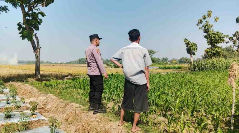 Polsek Perak Kawal Ketahanan Pangan, Tanaman Jagung 2.800 Meter Persegi Di Plosogenuk Dipantau Intensif