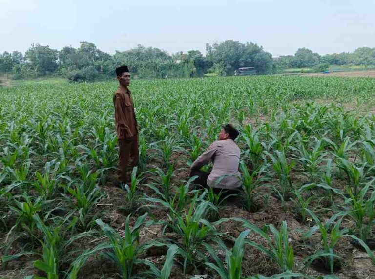 Polsek Ploso Dampingi Petani Jombang Manfaatkan Lahan Bantaran Brantas Untuk Swasembada Pangan