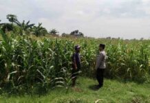 Polsek Sumobito Pantau Lahan Jagung 2.800 Meter Persegi untuk Dukung Ketahanan Pangan di Jombang
