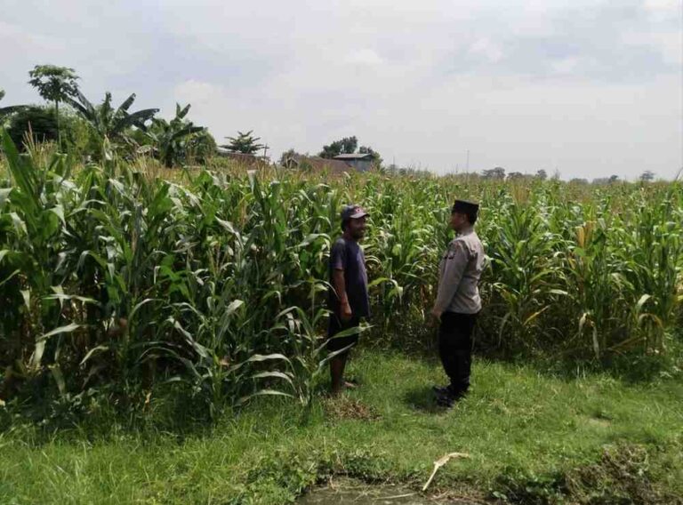 Polsek Sumobito Pantau Lahan Jagung 2.800 Meter Persegi Untuk Dukung Ketahanan Pangan Di Jombang