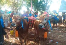 Karapan Sapi Sapudi Tetap Lestari, Warisan Budaya yang Menggerakkan Ekonomi Warga Sumenep