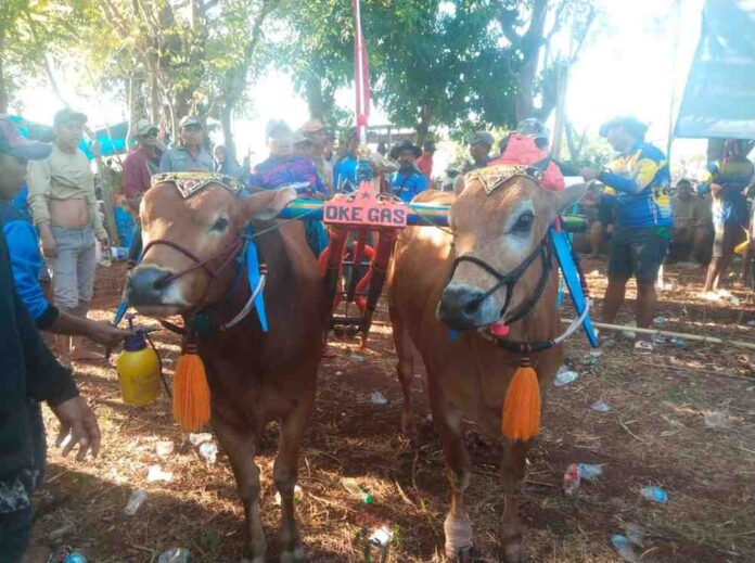 sapi karapan di Pulau sapudi