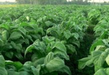 Pemkab Jombang Salurkan 350 Ton Pupuk NPK Khusus, Perkuat Daya Saing Petani Tembakau Utara Brantas
