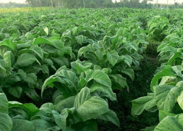 Pemkab Jombang Salurkan 350 Ton Pupuk Npk Khusus, Perkuat Daya Saing Petani Tembakau Utara Brantas