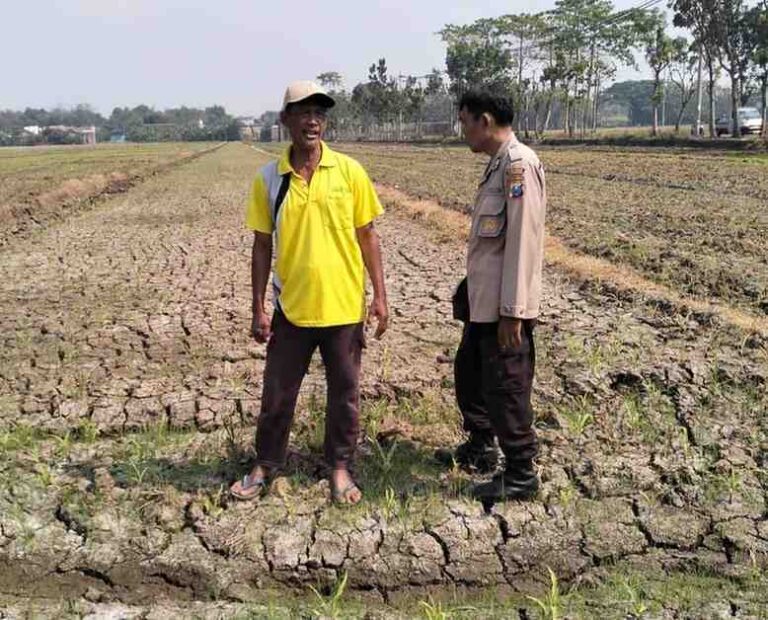 Bhabinkamtibmas Mojowarno Dampingi Petani, Dorong Ketahanan Pangan Dari Lahan 1,5 Hektare