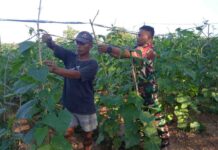 Babinsa Koramil Proppo Dampingi Petani Rawat Tanaman Mentimun di Rangperang Laok