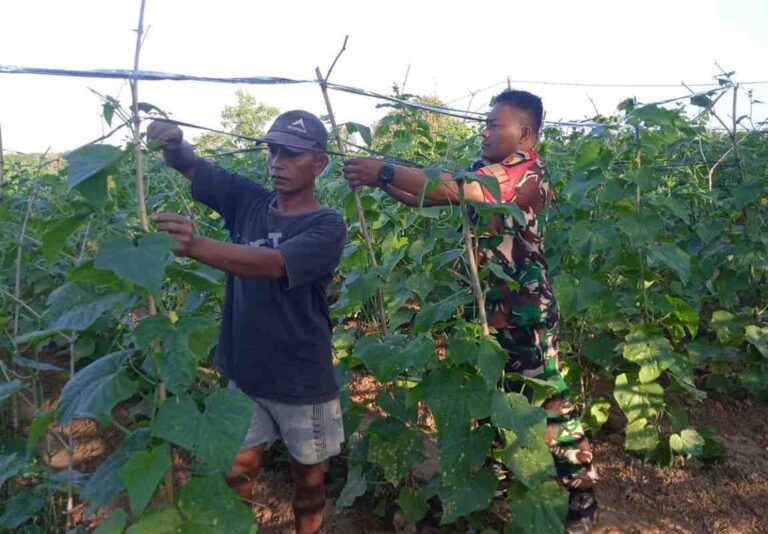Babinsa Koramil Proppo Dampingi Petani Rawat Tanaman Mentimun Di Rangperang Laok