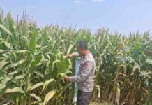 Polsek Mojoagung Pantau Jagung Petani Betek Jelang Panen