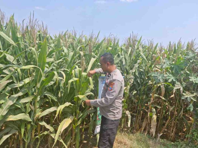 Polsek Mojoagung pantau jagung di betek