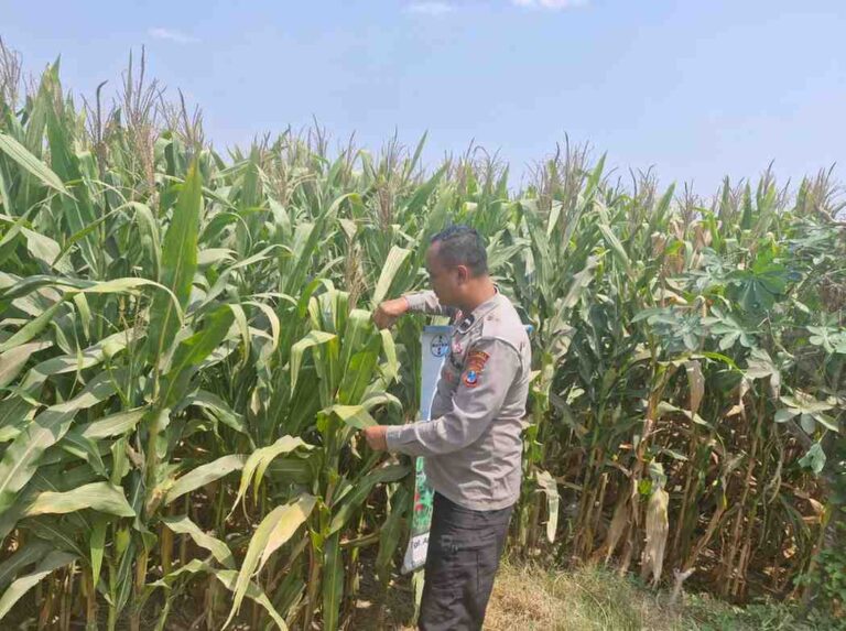 Polsek Mojoagung Pantau Jagung Petani Betek Jelang Panen
