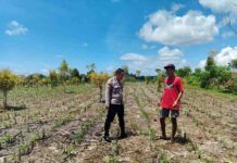 Polsek Ngusikan Jombang Pantau Jagung 200 Meter Persegi, Dorong Ketahanan Pangan dari Desa