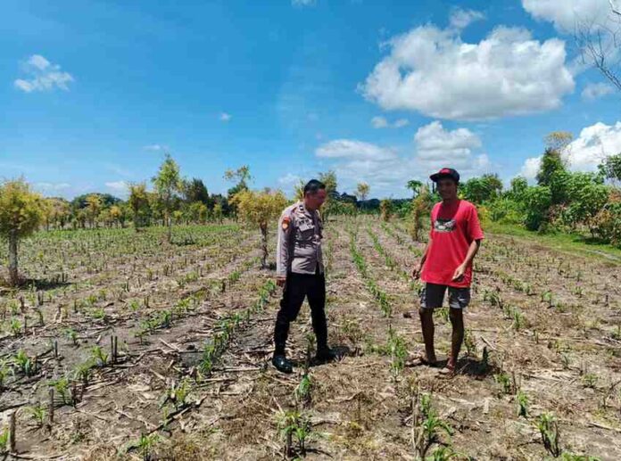 Polsek Ngusikan Jombang Pantau Jagung
