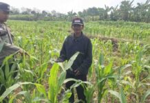 Jelang Panen Akhir Agustus, Polsek Bareng Pantau Tanaman Jagung Petani di Jombang
