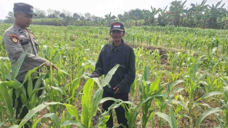 Jelang Panen Akhir Agustus, Polsek Bareng Pantau Tanaman Jagung Petani Di Jombang