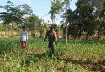Babinsa Galis Pamekasan Dampingi Petani, Dorong Produktivitas Jagung