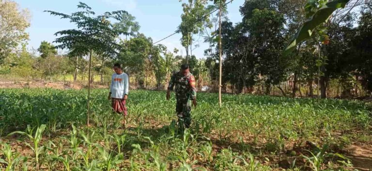 Babinsa Galis Pamekasan Dampingi Petani, Dorong Produktivitas Jagung