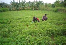 Babinsa Koramil Pamekasan Dampingi Petani Rawat Kacang Tanah di Desa Panaguan Babinsa Pamekasan Dampingi Petani Rawat Kacang Tanah