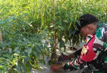 Turun ke Kebun Warga, Babinsa Koramil Larangan Pamekasan Rawat Cabai demi Menjaga Asa Panen