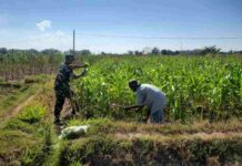 Babinsa Waru Turun ke Lahan, Bantu Petani Rawat Tanaman Jagung di Pamekasan