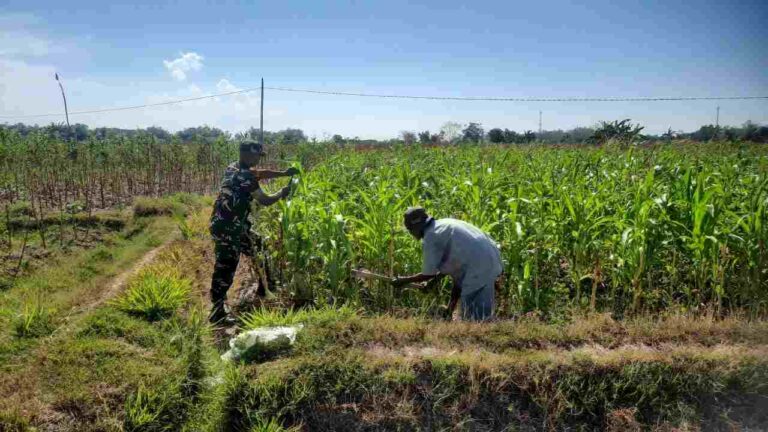Babinsa Waru Turun Ke Lahan, Bantu Petani Rawat Tanaman Jagung Di Pamekasan