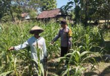 Polsek Plandaan Turun ke Lahan Jagung, Pastikan Ketahanan Pangan di Jombang Tak Sekadar Wacana Anggota Polsek Plandaan mengecek tanaman jagung di lahan pertanian Desa Purisemanding Jombang