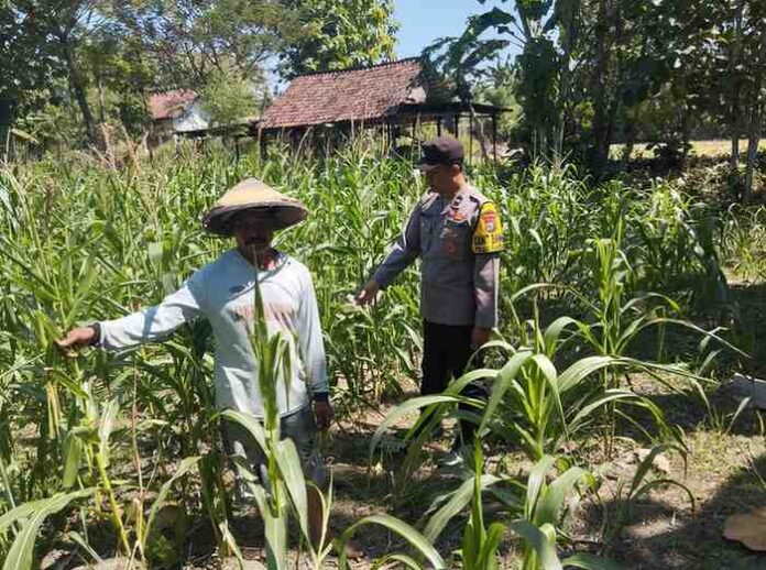 polsek-plandaan-pantau-lahan-jagung-ketahanan-pangan-jombang Anggota Polsek Plandaan mengecek tanaman jagung di lahan pertanian Desa Purisemanding Jombang