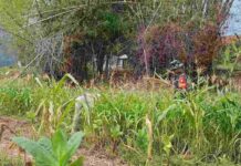Babinsa Koramil Pamekasan Turun ke Lahan Jagung, Bantu Petani Kolpajung Bersihkan Gulma