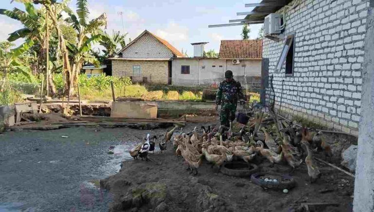 Babinsa Koramil Pakong Pamekasan Dampingi Warga Lebbek Kembangkan Usaha Bebek Petelur