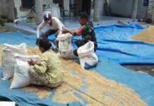 Babinsa Pamekasan Dampingi Petani di Jungcangcang Jemur Gabah, Jaga Kualitas Panen