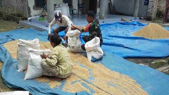 Babinsa Pamekasan bantu petani Jungcangcang