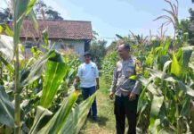 Polsek Diwek Jombang Pantau Tanaman Jagung Warga, Panen Diperkirakan Oktober