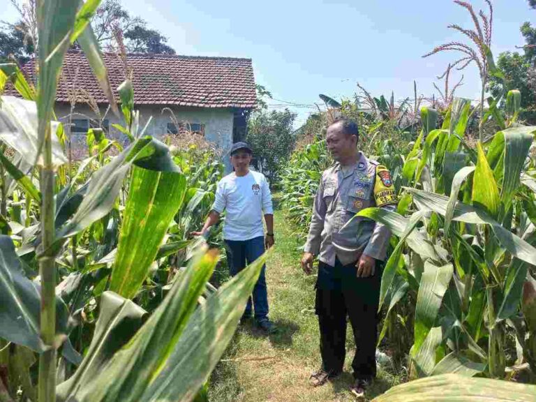 Polsek Diwek Jombang Pantau Tanaman Jagung Warga, Panen Diperkirakan Oktober