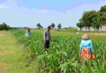 Polsek Ngoro Jombang Cek Lahan Jagung 0,84 Hektare di Banyuarang, Diproyeksikan Panen Akhir Desember Polsek Ngoro Jombang mengecek lahan jagung BISI 18 di Banyuarang