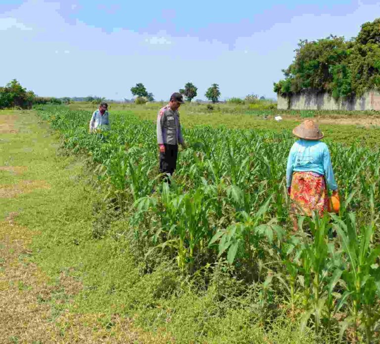 Polsek Ngoro Jombang Cek Lahan Jagung 0,84 Hektare Di Banyuarang, Diproyeksikan Panen Akhir Desember