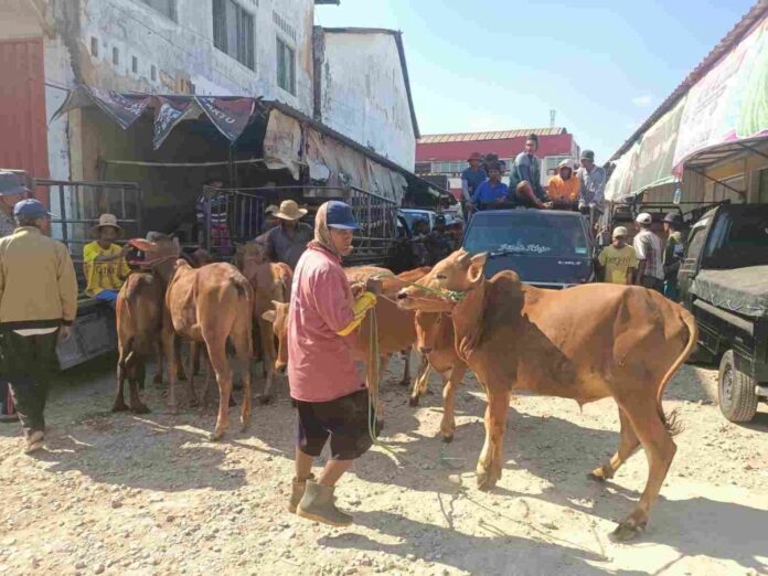Tiga Pasar Hewan Sumenep Segera Direaktivasi Reaktivasi tiga pasar hewan Sumenep di Rubaru, Dasuk dan Gapura