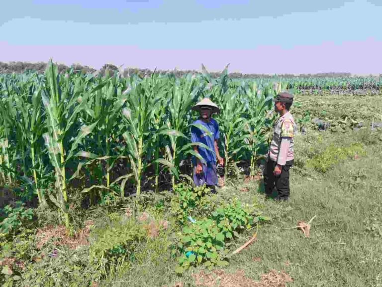 Polsek Ngusikan Jombang Pantau Tanaman Jagung, Dukung Ketahanan Pangan
