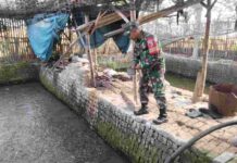 Babinsa Koramil Larangan Pamekasan Dampingi Warga Rawat 10 Kolam Lele untuk Dukung Ketahanan Pangan Babinsa Koramil Larangan Pamekasan dampingi warga budidaya ikan lele di Tentenan Timur