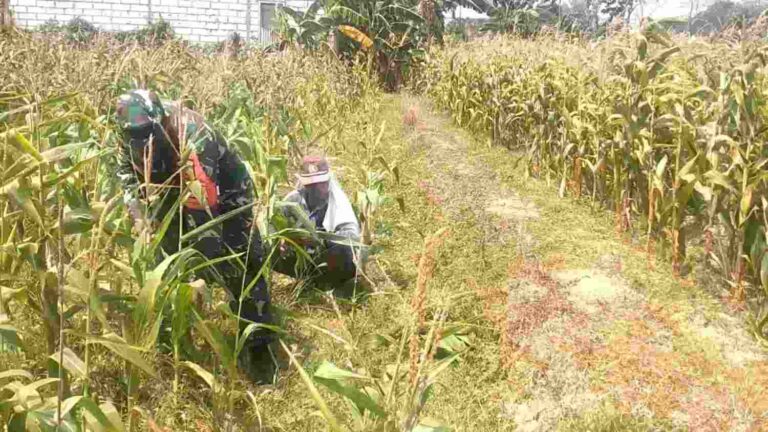 Babinsa Koramil Waru Pamekasan Turun Ke Lahan Jagung, Bantu Petani Bersihkan Gulma Di Tampojung Pregi