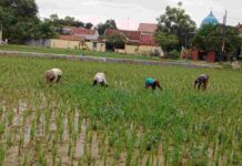 Babinsa Pamekasan Bantu Petani Tanam Padi di Teja Timur