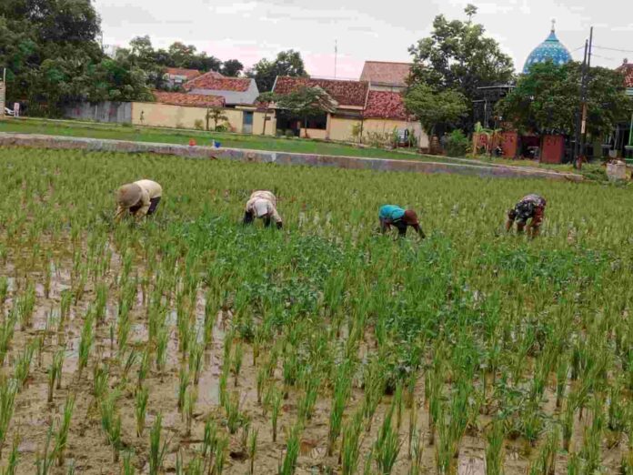 babinsa-pamekasan-bantu-petani-tanam-padi-teja-timur
